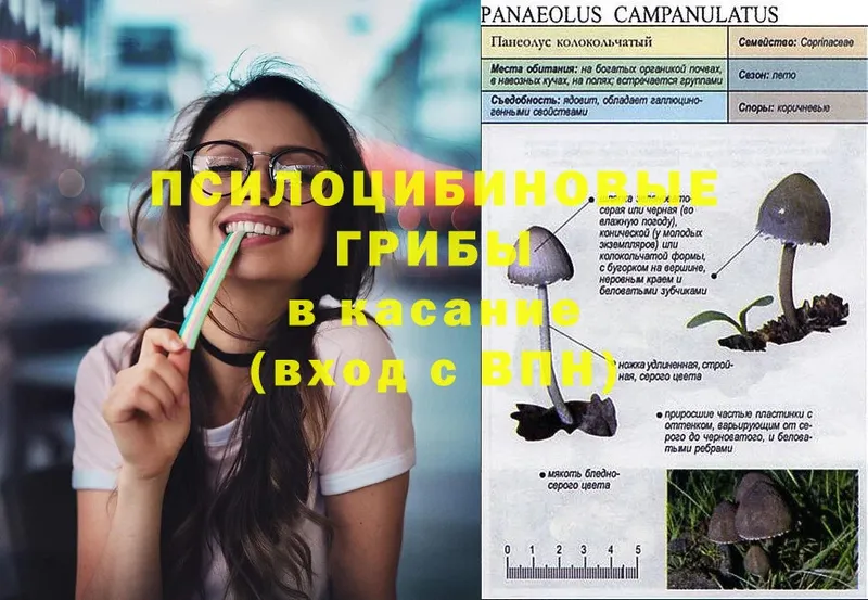 Галлюциногенные грибы GOLDEN TEACHER  как найти закладки  Будённовск 